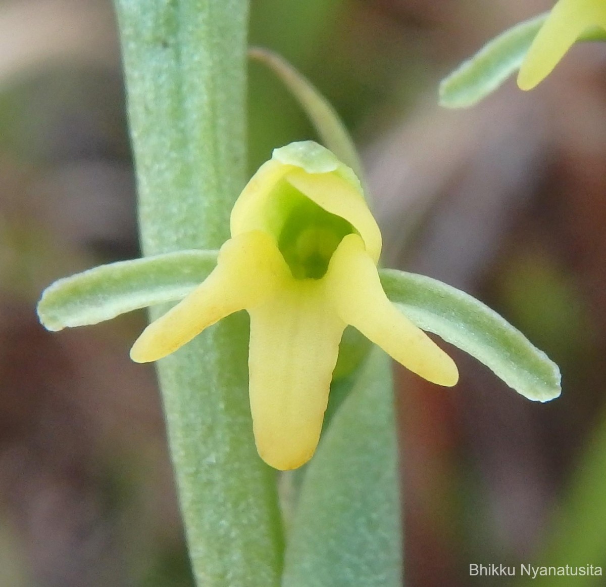 Peristylus spiralis A.Rich.